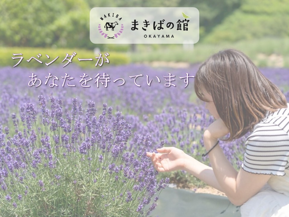 まきばの館　ラベンダー情報の画像