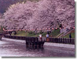 酒津公園の桜の写真