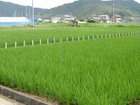水稲奨励品種決定調査