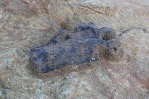 竪穴住居から見つかった炭化材