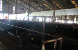 気化式冷却装置設置後の牛舎