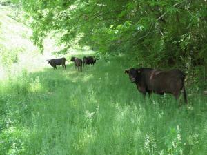 牛が４頭放牧場で立っている写真です。