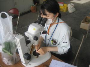 顕微鏡で花芽分化を確認する職員