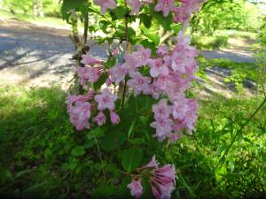 タニウツギの花