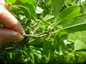 カマツカのつぼみと特有の皮目