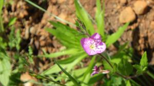 アカバナユウゲショウの花