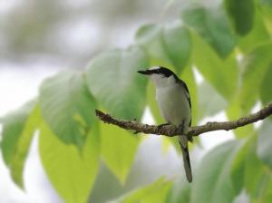 サンショウクイ（オス）