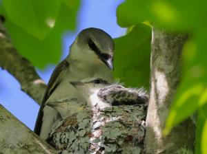 目が開いたヒナと母鳥