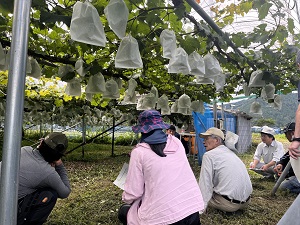 ほ場での現地巡回検討会