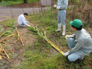 稈長の測定