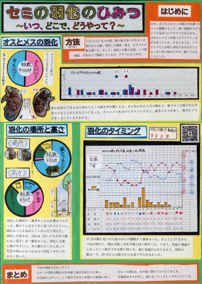 セミの羽化のひみつ～いつ、どこで、どうやって？～ 