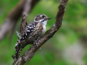 木に留まるコゲラ成鳥