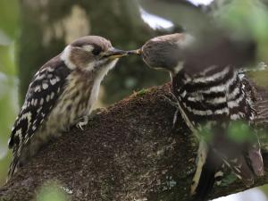 給餌するコゲラ