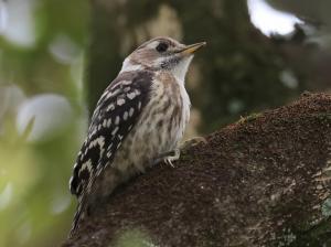 コゲラの幼鳥（雌）