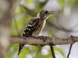 コゲラの幼鳥（雄）