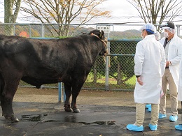 種雄牛の展示