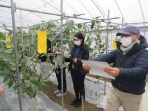 施設ナス圃場視察