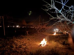 モモの防霜対策で燃焼法を実施している写真です