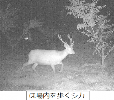 すもも園を歩くシカ