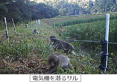 電気柵を潜るサル
