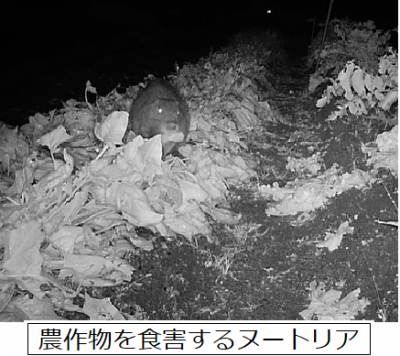 食害するヌートリア