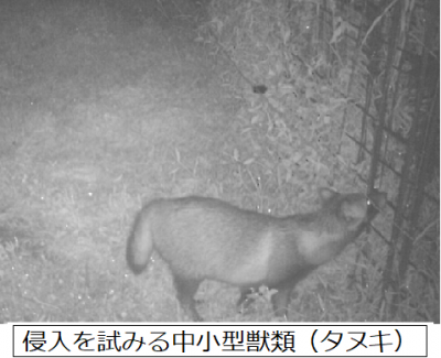 侵入を試みる中小型獣類