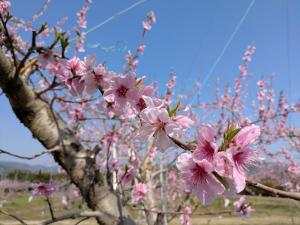 清水白桃の花の写真です