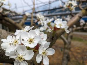 愛宕の花の写真です