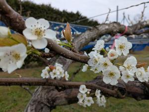 新高の花の写真です