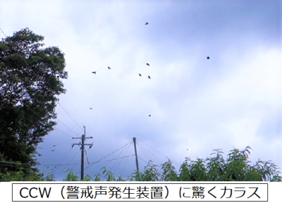 CCWに驚いて飛び出すカラス