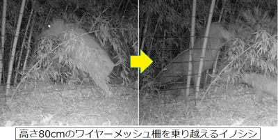WM柵を乗り越えるイノシシ
