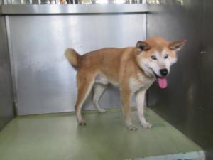 津山市大吉の犬