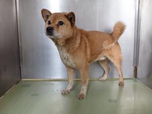 井原市美星町三山　雑種　成犬　茶白　中