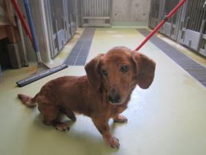 和気町尺所　Ｍダックス　成犬　茶　オス　小