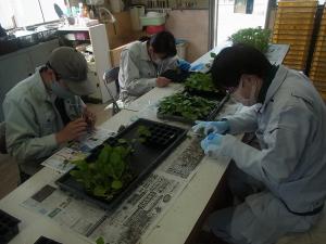 接ぎ木作業の様子を撮影した写真です