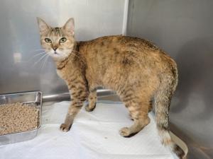 2520023の猫