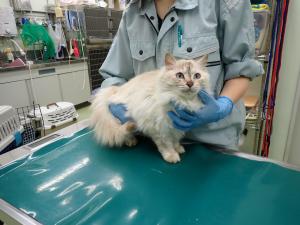 2520013の猫