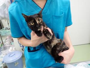 2540003の猫