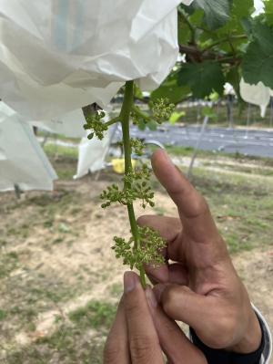 ブドウの交配作業の様子を撮影した写真です