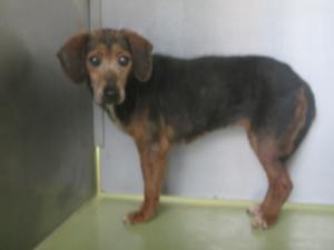 勝央町岡　雑種　成犬　黒茶　メス　中