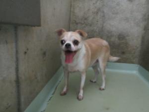 総社市駅南　チワワ雑　成犬　茶白　メス　小