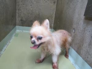 総社市駅南　チワワ　成犬　薄茶白　オス　小　マイクロチップ有