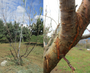 モモ胴枯細菌病の被害の様子を撮影した写真です