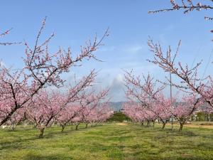 Y字形に仕立てたモモの樹の様子を撮影した写真です