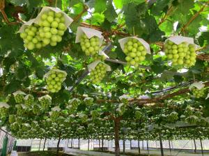 加温栽培しているシャインマスカットを撮影した写真です