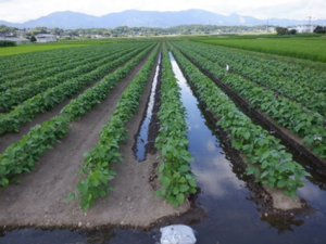 黒大豆栽培で畝間灌水の様子を撮影した写真です