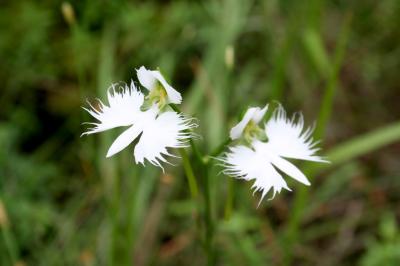 城内に咲いていたサギソウの写真