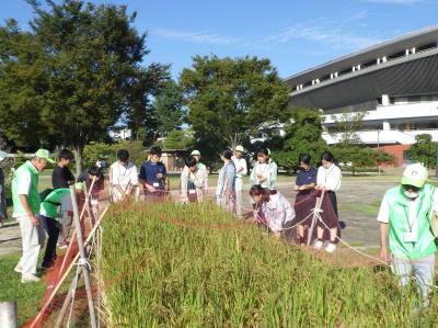 津島遺跡で栽培中の古代米の見学の様子