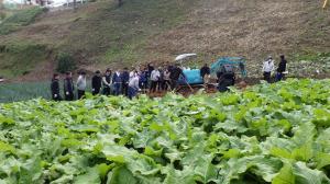 ごぼう畑での収穫体験