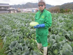キャベツを収穫するスマートアグリ営農組合の生産者